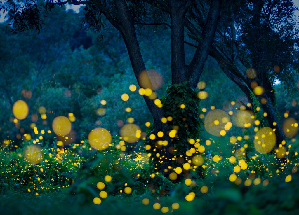 How to Photograph Fireflies Like a Pro This Summer | EyeQ