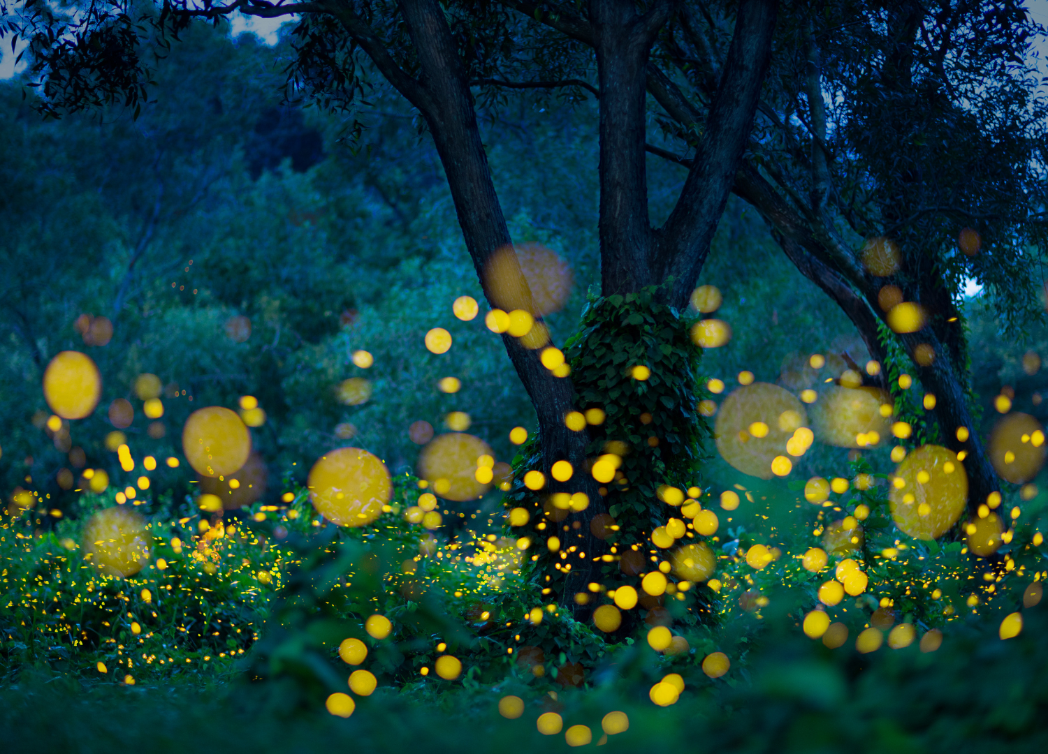 How to Photograph Fireflies Like a Pro This Summer