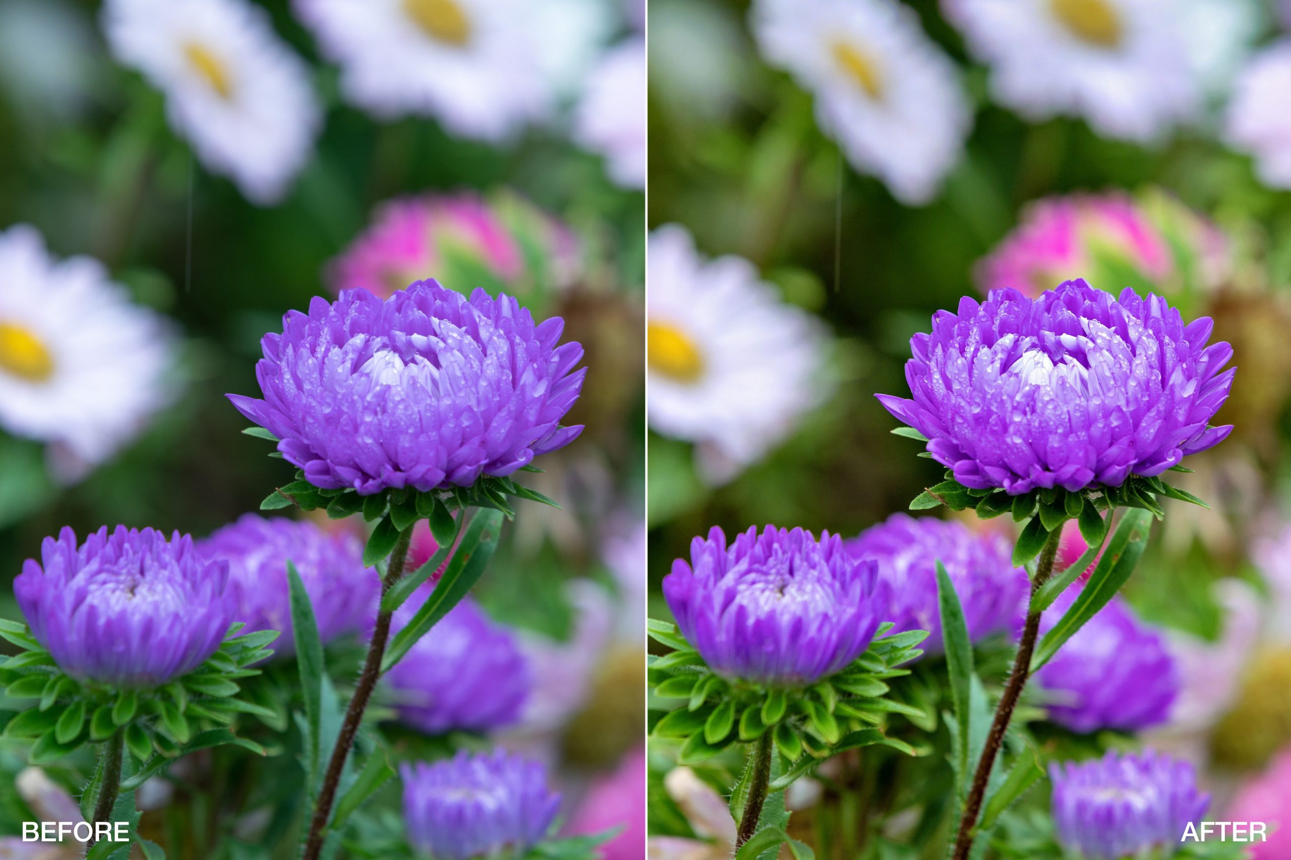 radiant_color_-_flowers_-_before_and_after__1_